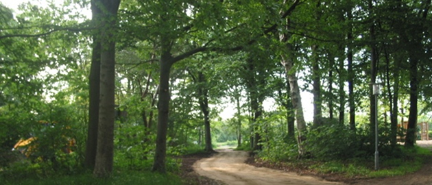 anlaeg trae 630 270 ole